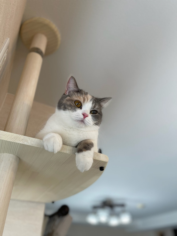 キャットタワー テラスコンパクトに新色追加！　個性で差のつく選べるポイントカラーバージョン！ 13枚目の画像