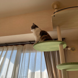 キャットタワー テラスコンパクトに新色追加！　個性で差のつく選べるポイントカラーバージョン！ 11枚目の画像