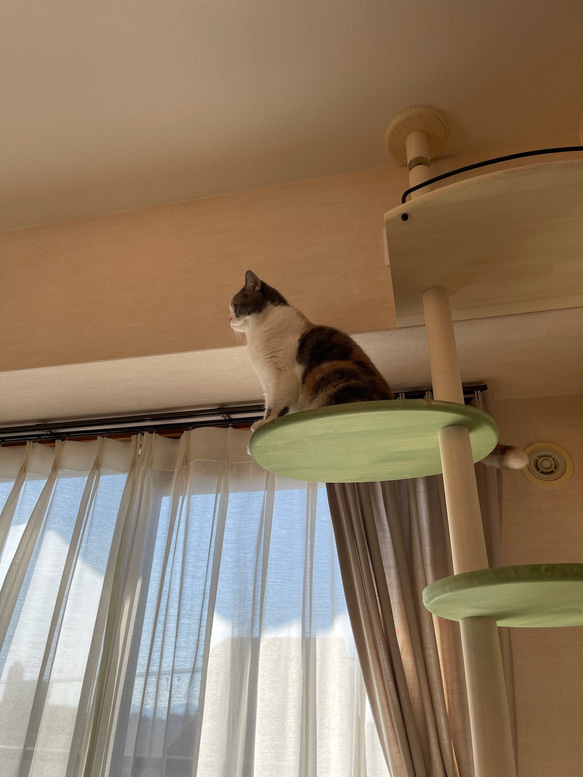 キャットタワー テラスコンパクトに新色追加！　個性で差のつく選べるポイントカラーバージョン！ 11枚目の画像