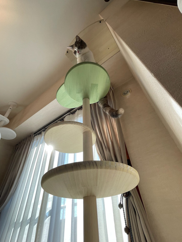 キャットタワー テラスコンパクトに新色追加！　個性で差のつく選べるポイントカラーバージョン！ 6枚目の画像