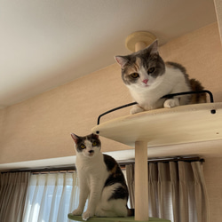 キャットタワー テラスコンパクトに新色追加！　個性で差のつく選べるポイントカラーバージョン！ 16枚目の画像