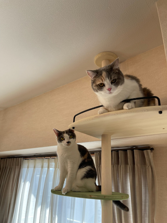 キャットタワー テラスコンパクトに新色追加！　個性で差のつく選べるポイントカラーバージョン！ 16枚目の画像