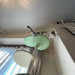 キャットタワー テラスコンパクトに新色追加！　個性で差のつく選べるポイントカラーバージョン！ 8枚目の画像