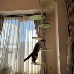 キャットタワー テラスコンパクトに新色追加！　個性で差のつく選べるポイントカラーバージョン！ 12枚目の画像