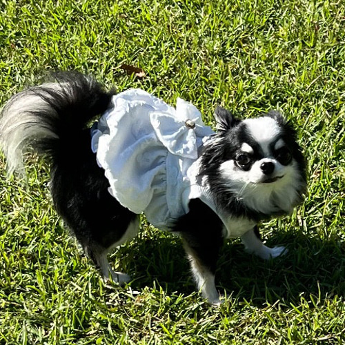 犬服 花柄膨れジャガードニットのバルーンワンピース（白色） ペット服