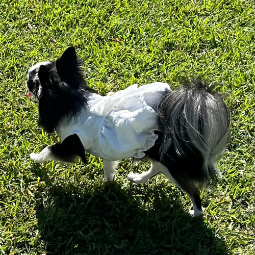 犬服 花柄膨れジャガードニットのバルーンワンピース（白色） ペット服