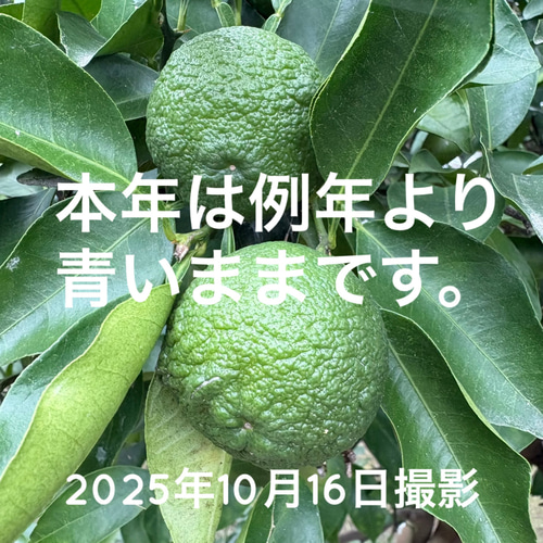 青柚子 ゆず 1kg 約20～24個 受注後収穫 ＊宅急便コンパクト その他