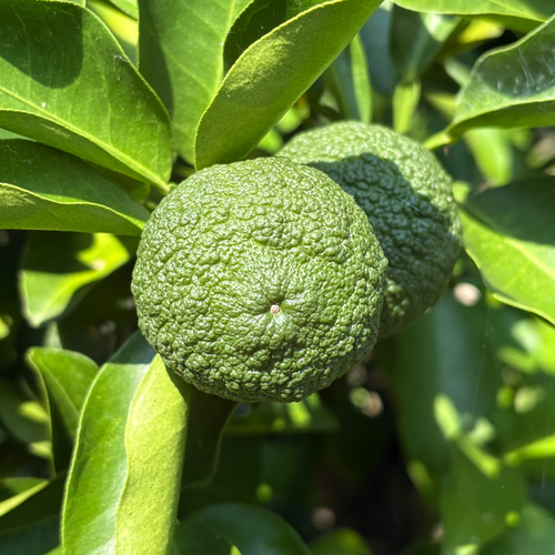 青柚子 ゆず 1kg 約20～24個 受注後収穫 ＊宅急便コンパクト その他