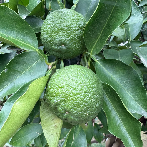 青柚子 ゆず 1kg 約20～24個 受注後収穫 ＊宅急便コンパクト その他