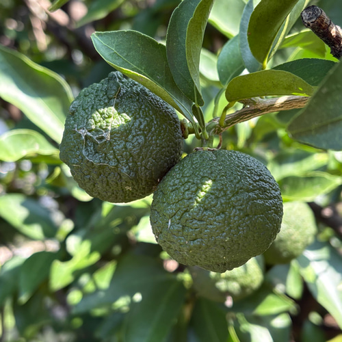 青柚子 ゆず 1kg 約20～24個 受注後収穫 ＊宅急便コンパクト その他