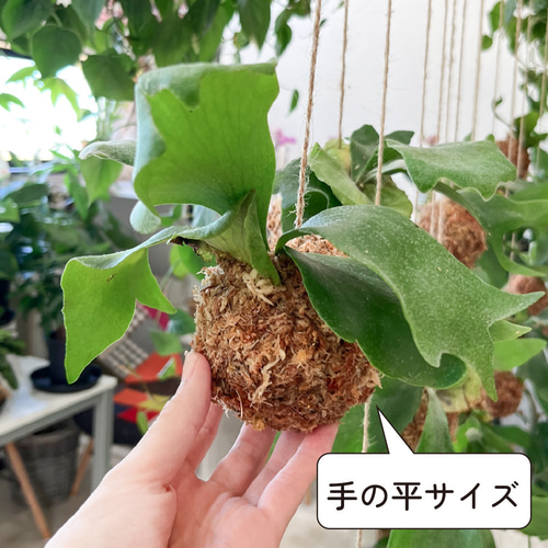 人気のP.MonkeyNorthのオリジナル子株 ビカクシダ コウモリラン