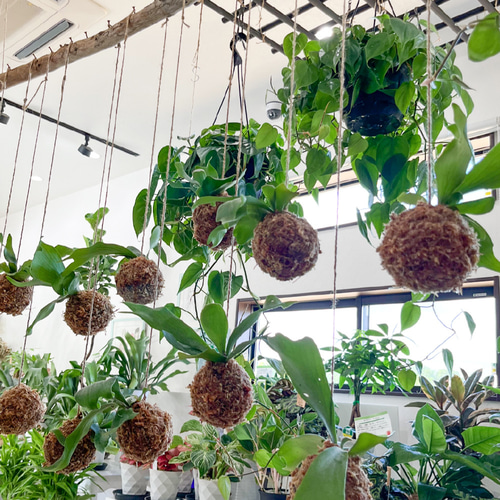 観葉植物 コウモリラン 苔玉 ビカクシダ おしゃれ かわいい吊るす