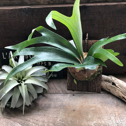 あんちゃん　ビカクシダ ビカクシダ ヒリー バイーアの板付け Patycerium hilli bahia アート