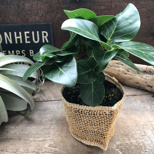 ベンガレンシス♡フィカス♡観葉植物♡ミニサイズ♡観葉植物 アート