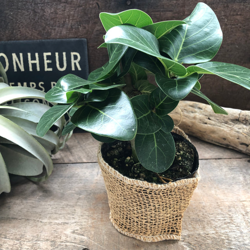 ベンガレンシス♡フィカス♡観葉植物♡ミニサイズ♡観葉植物 アート