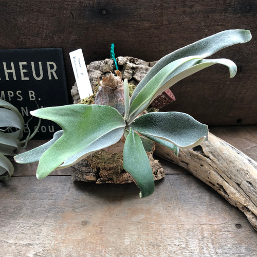 ビカクシダ　Monkey North モンキーノース　バンダカプランツ　コモレビ 楽天市場】(現品) ビカクシダ 'モンキーノース' (pup) (No.41033