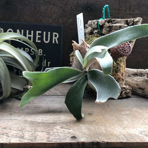 ビカクシダ 'モンキーノース'の板付け♡ willicki monkey north