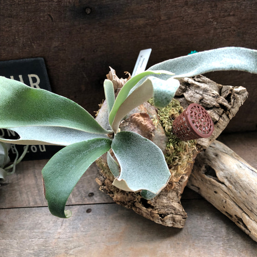 ビカクシダ 'モンキーノース'の板付け♡ willicki monkey north