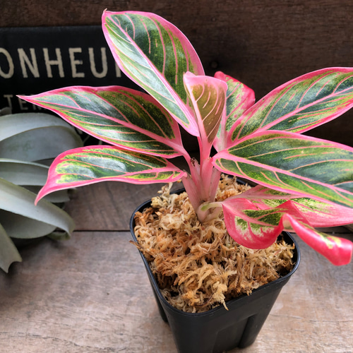 アグラオネマ ロータス デライト「Aglaonema Lotus Delight