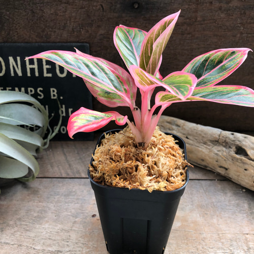 アグラオネマ ロータス デライト「Aglaonema Lotus Delight
