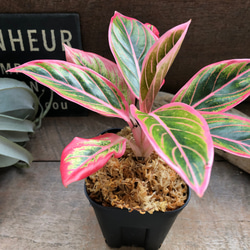 4295ad0bc426552266ce667921696f