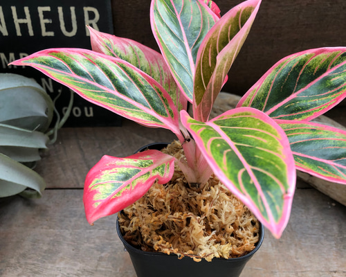 4295ad0bc426552266ce667921696f