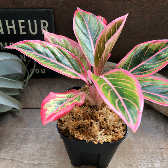アグラオネマ ロータス デライト 希少（子株もあり） アグラオネマ ロータス デライト 「Aglaonema Lotus Delight
