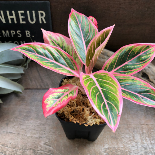 アグラオネマ ロータス デライト「Aglaonema Lotus Delight