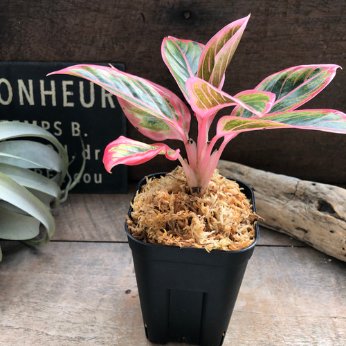 アグラオネマ ロータス デライト「Aglaonema Lotus Delight アグラオネマ ロータス デライト「Aglaonema Lotus Delight