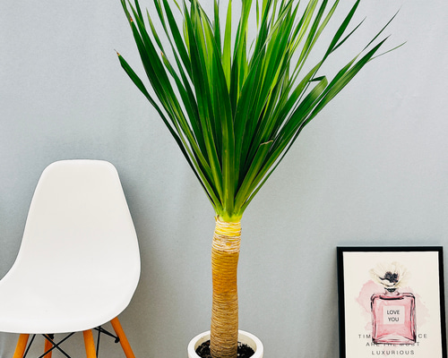 現品］【希少】1番 ドラセナ パラオ 8号 観葉植物 室内 大型 レア プラ