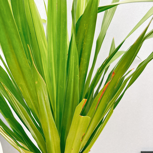 現品］【希少】2番 ドラセナ パラオ 8号 観葉植物 室内 大型