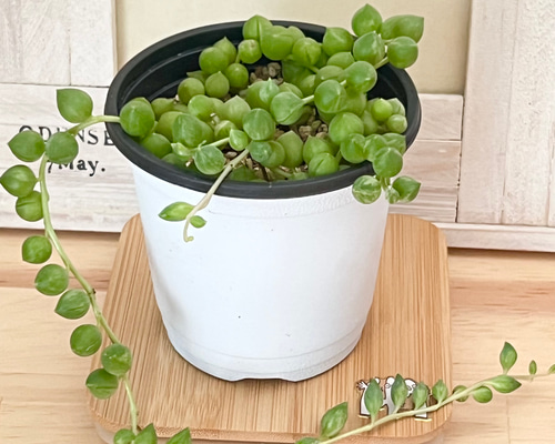 エンジェルティアーズ＊錦＊多肉植物＊抜き苗 多肉植物 ＊N＊ 通販