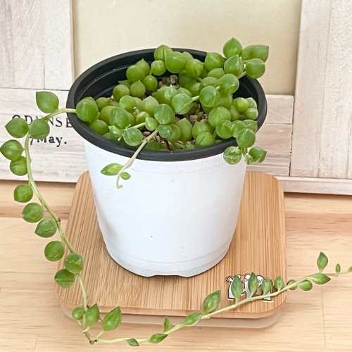 エンジェルティアーズ カット苗 （エンジェルティアーズ＊錦＊多肉植物 