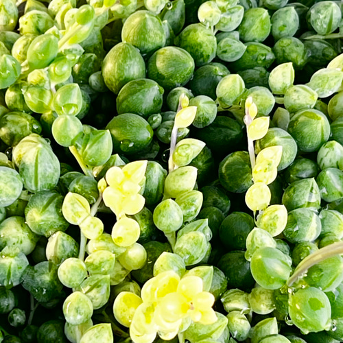 エンジェルティアーズ＊錦＊多肉植物＊抜き苗 多肉植物 ＊N＊ 通販