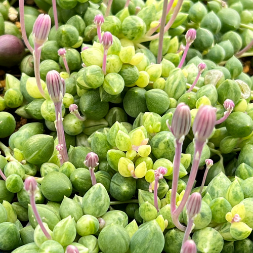 エンジェルティアーズ＊錦＊多肉植物＊抜き苗 多肉植物 ＊N＊ 通販