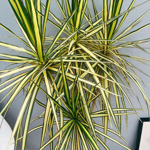 現品］#【希少】#ドラセナ　#マジナータゴールド　　#観葉植物　#レア 現品］#【希少】#ドラセナ #マジナータゴールド #観葉植物 #レア