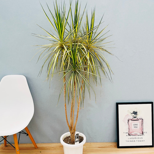 現品］【希少】かっこいい！ 4番 ドラセナ コンシンネ マジナータ