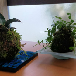 ソテツ苔盆栽☆送料無料 その他インテリア雑貨 COCOMOMO KOUBO 通販