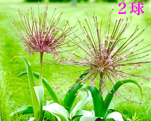 *YUYU・植物とアート♡*専用 Free Valetine's gift! If you follow my ig, I'll give this