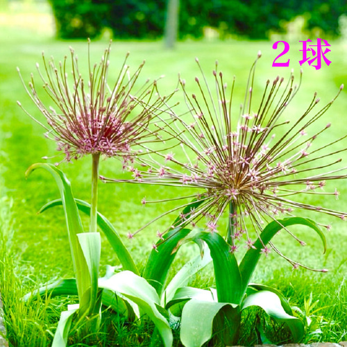 球根♡ アリウム シュベルティ 2球 アートフラワー Little