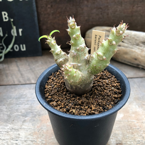 パキポディウム ウィンゾリー 実生苗 「Pachypodium baronii var