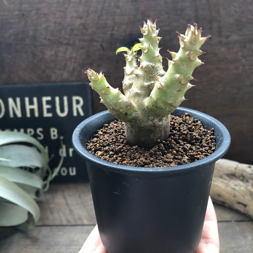 パキポディウム・ウィンゾリー、バロニー 実生苗　赤花セット④ パキポディウム・ウィンゾリー、バロニー 実生苗 赤花セット④