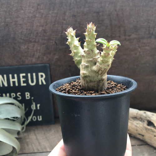 パキポディウム ウィンゾリー 実生苗 「Pachypodium baronii var