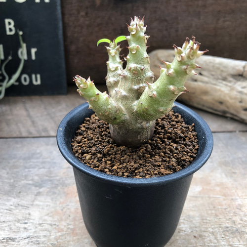 パキポディウム ウィンゾリー 実生苗 「Pachypodium baronii var