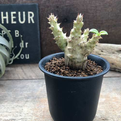 パキポディウム ウィンゾリー 実生苗 「Pachypodium baronii var