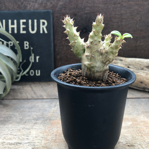 パキポディウム ウィンゾリー Pachypodium windsorii 実生① パキポディウム・ウィンゾリー実生記録②(Pachypodium Windsorii