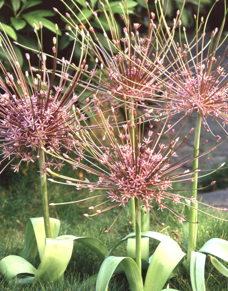 アマリリス球根 蕾付き球根 5種5球セット 専用 【公式通販】