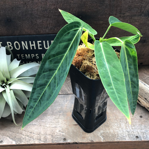 アンスリウム ワロクアーナム TypeB「Anthuriumwarocqueanum 」 ドライ