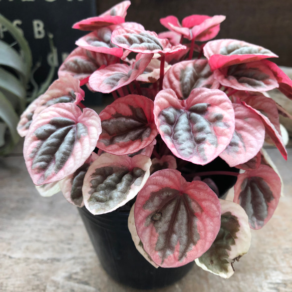 新品種 ペペロミア♡ストロベリークォーツ♡超希少♡観葉植物 アート
