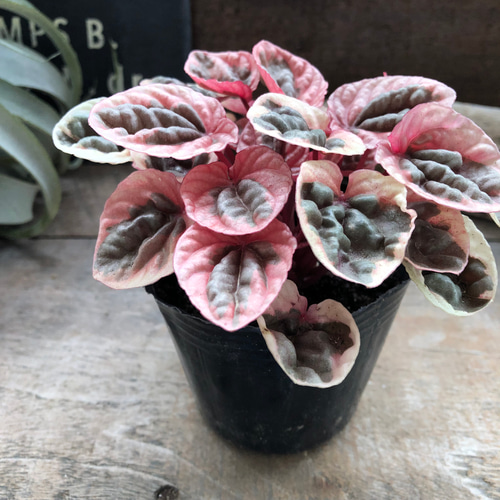 新品種 ペペロミア♡ストロベリークォーツ♡超希少♡観葉植物 アート